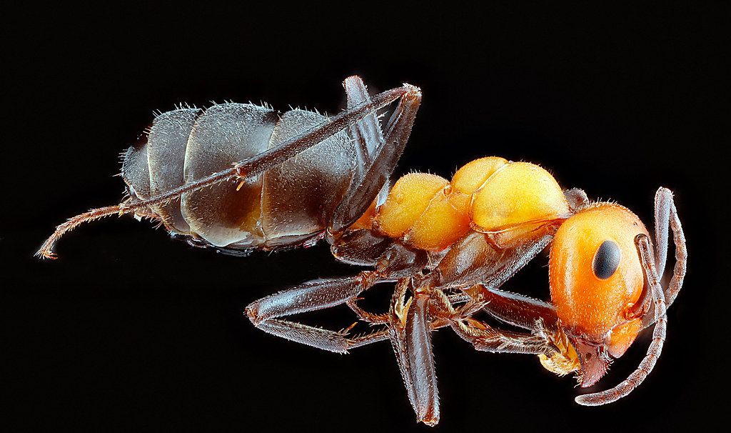 Ant Control service in Waco, TX