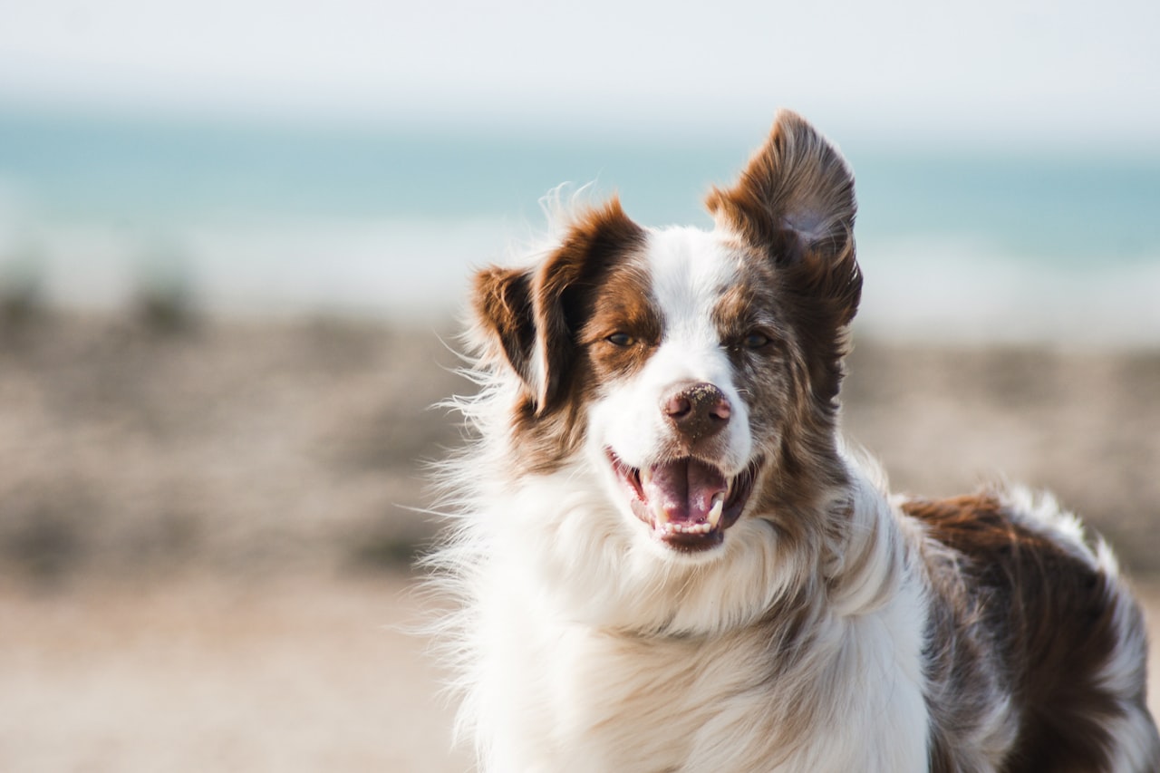 Flea & Tick Control service in Waco, TX