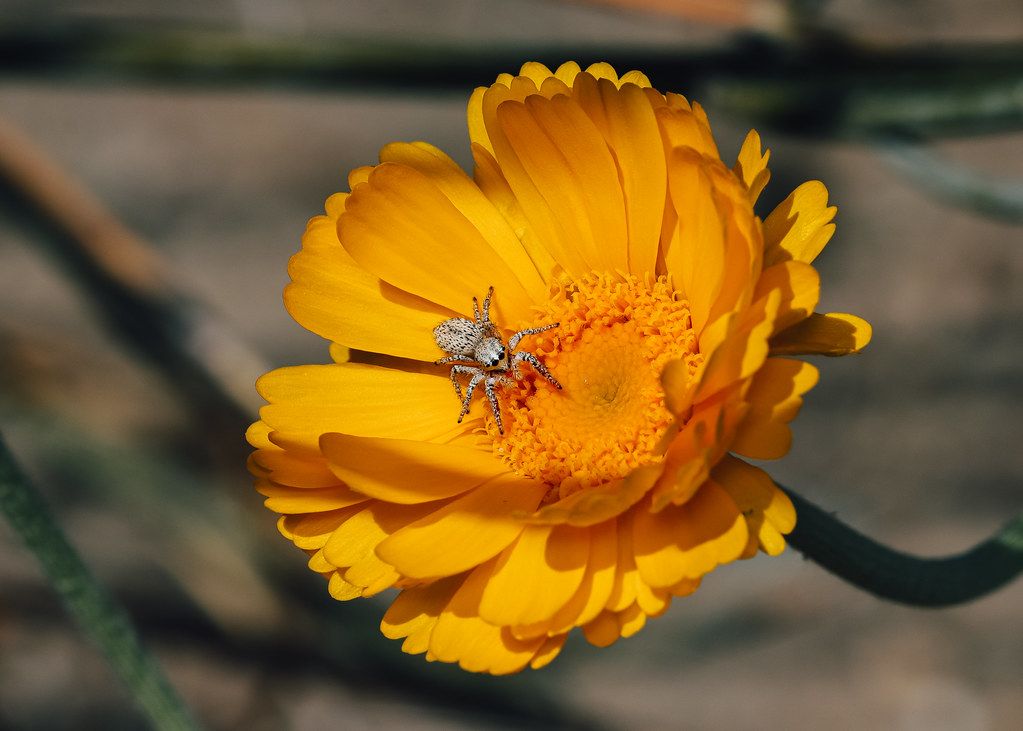 Spider Control service in Waco, TX